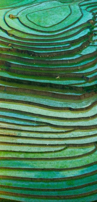 Lush terraced fields captured in vibrant green hues.