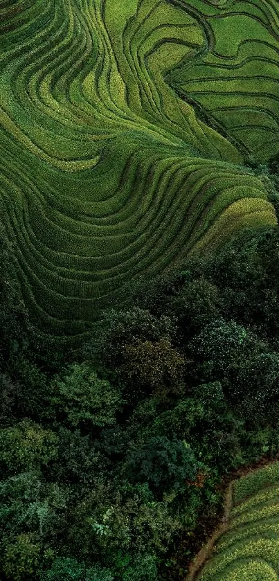 Lush green terraced rice fields with natural patterns and serene views.