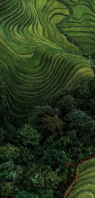 Lush green terraced hills with forest scenery.