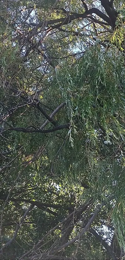 Lush green tree branches and leaves in a serene forest view.