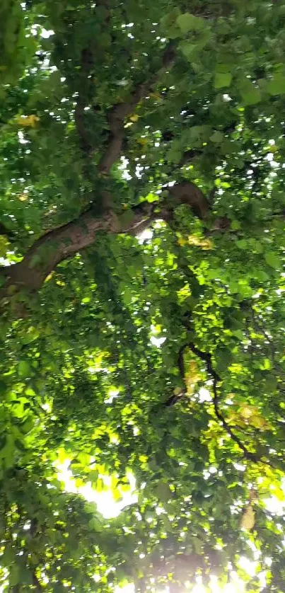 Lush green tree canopy with sunlight filtering through.