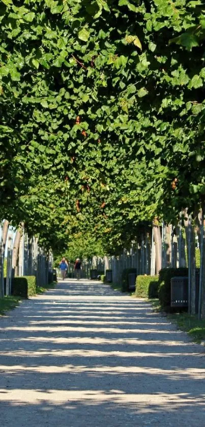 Serene pathway under lush green tree canopy.