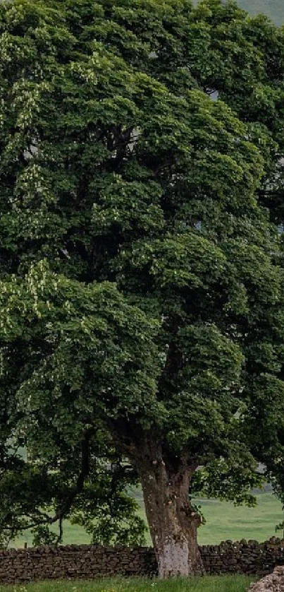 Lush green tree with dense foliage set in a tranquil landscape.