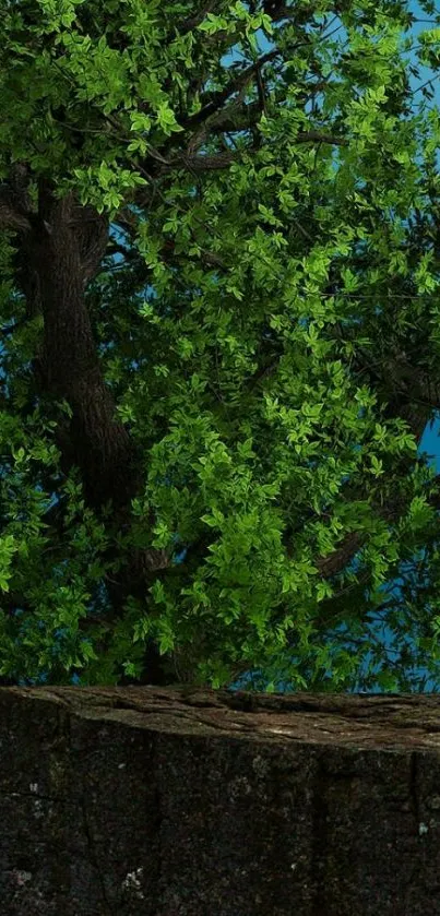 Green tree with lush leaves against a blue sky.