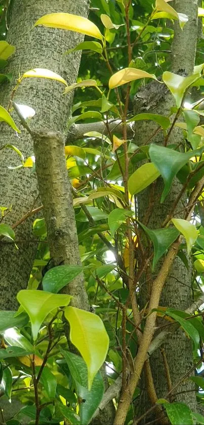 Lush green tree with vibrant leaves and textured bark.