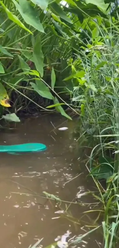 Serene green waterway surrounded by lush foliage and dense greenery.