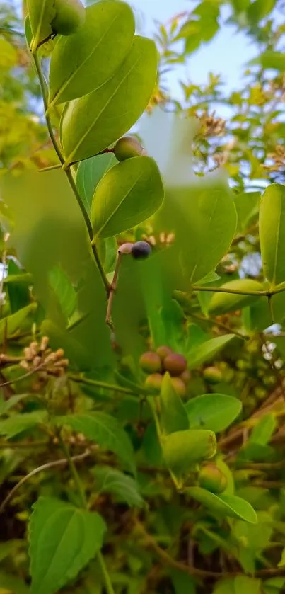 Close-up of lush green leaves with natural background.