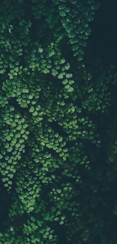 Dark green mobile wallpaper with intricate fern-like patterns.