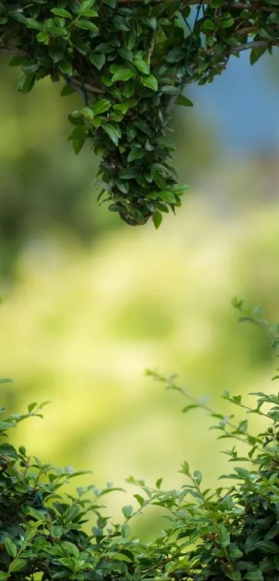 Green foliage creating a serene natural frame with a soft focus background.