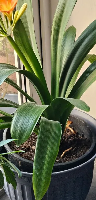 Lush green indoor houseplant with bright orange flowers in a pot.