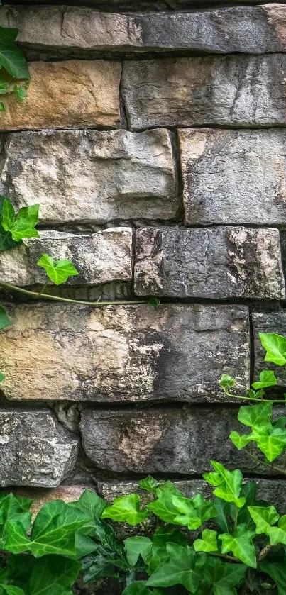 Lush green ivy climbing on a rustic stone wall.