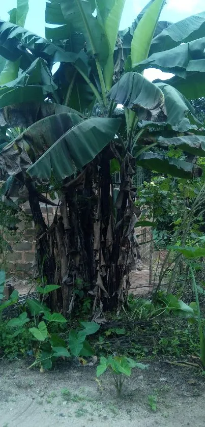 Lush banana plant in a vibrant jungle setting.