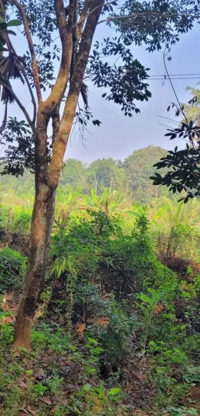 Tranquil jungle scene with lush green foliage and trees under a bright sky.