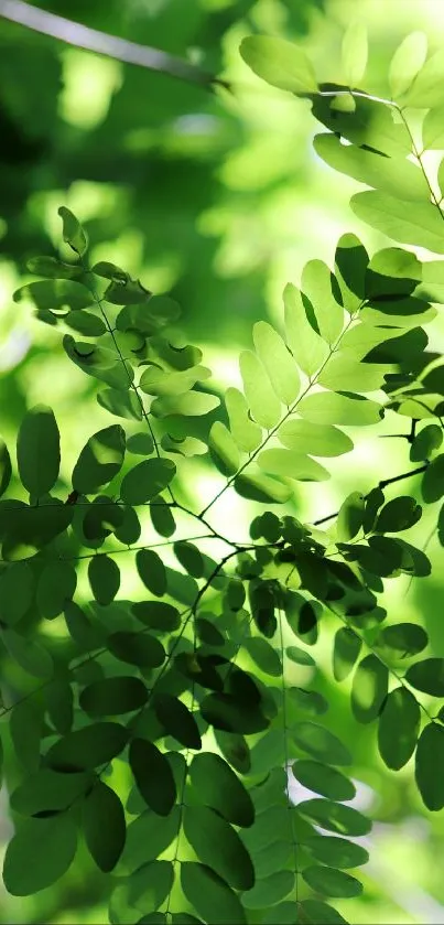 Vibrant green leaves creating a natural background for mobile wallpaper.