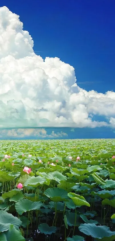 Lush green lotus field beneath a vibrant blue sky and fluffy clouds.