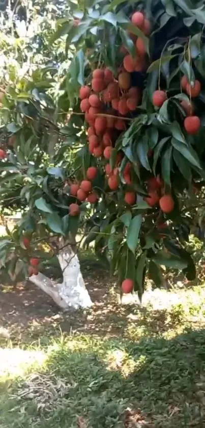 Lychee tree with vibrant red fruits among lush green leaves.