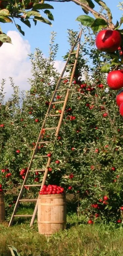 Mobile wallpaper of a lush apple orchard with ripe red apples and green leaves.