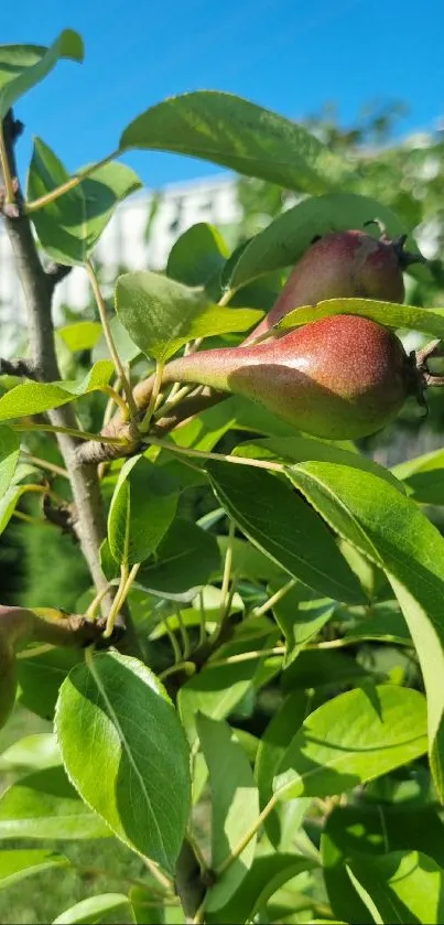 Close-up of pear tree with green leaves and ripe fruit.