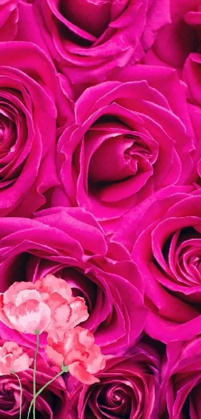 Vibrant pink roses bouquet phone wallpaper.