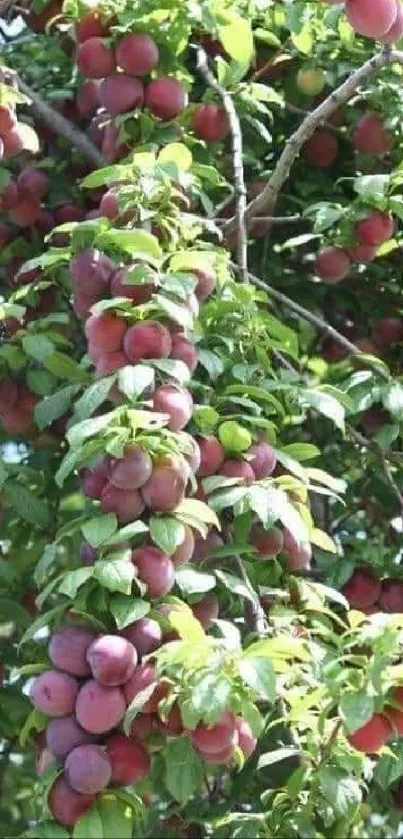 Lush plum tree with ripe fruits and green leaves for mobile wallpaper.