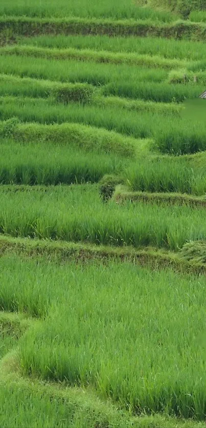 Vibrant green rice terraces on a phone wallpaper.