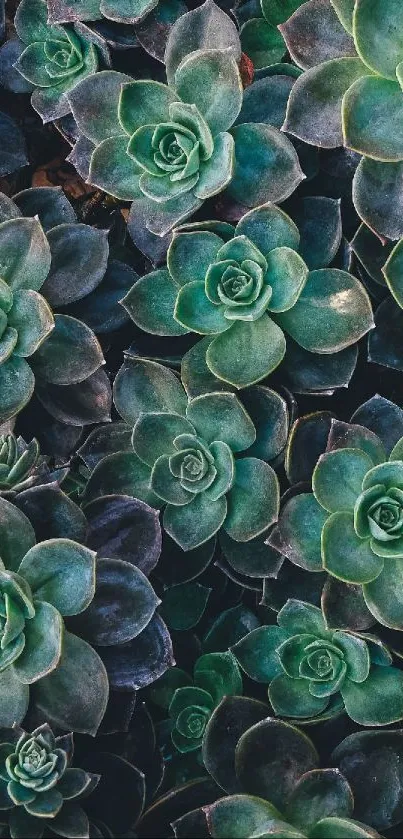 Mobile wallpaper featuring lush green succulents in a clustered arrangement.