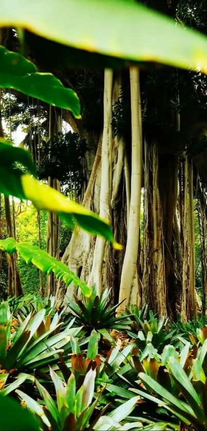 Vibrant tropical forest with lush green plants.