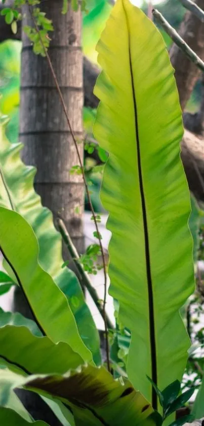 Vibrant green tropical leaf wallpaper for phone.