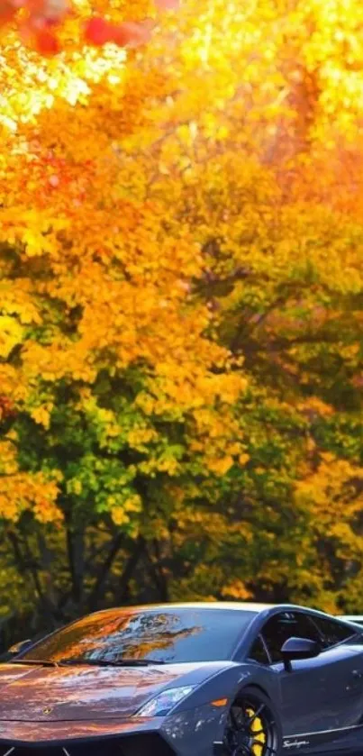 Luxury car parked under vibrant autumn leaves.