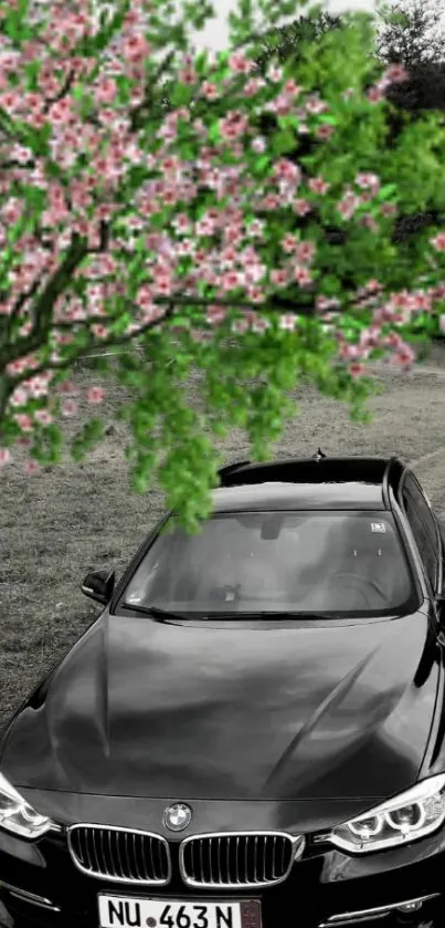 Sleek black car parked under cherry blossom tree.