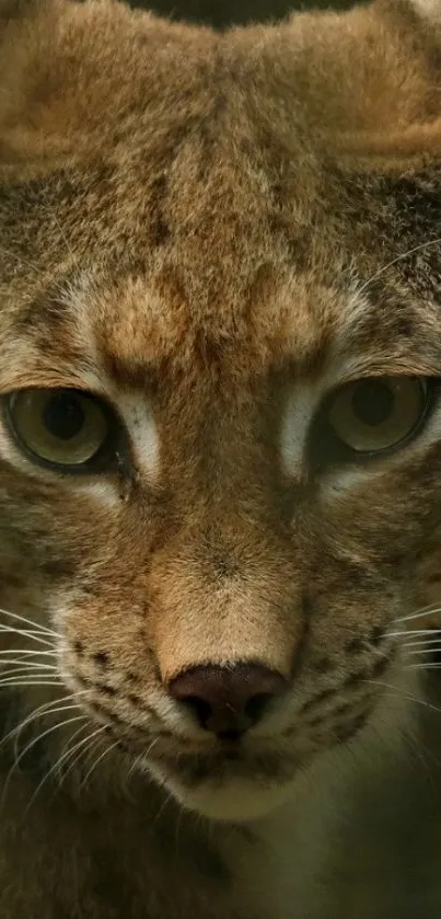 Close-up of a lynx's face with intense eyes and detailed fur texture.