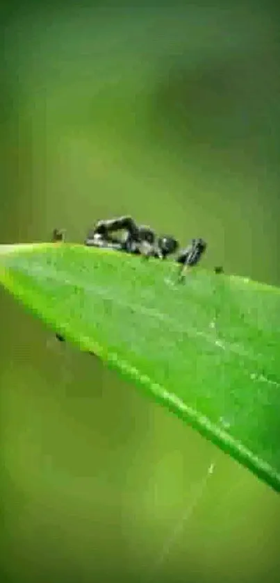 Macro shot of an ant on a vibrant green leaf.