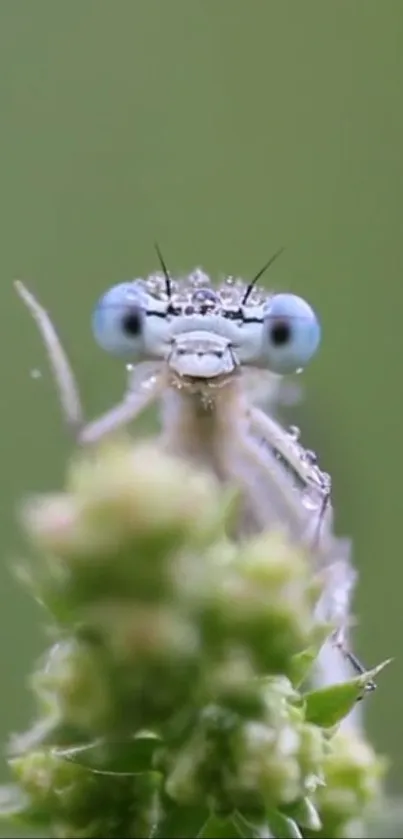 Close-up of a dragonfly on green background with dew drops.