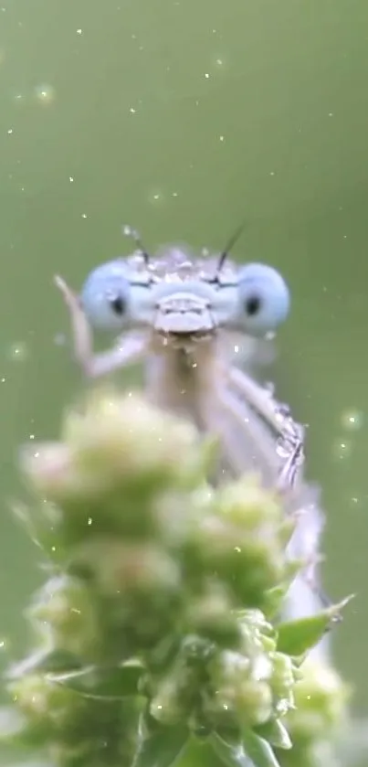 Close-up of a dragonfly on a plant with a green background.