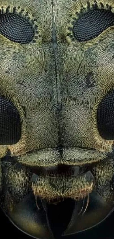 Macro close-up of insect face with detailed textures and earthy colors.