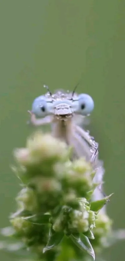 Macro shot of an insect on a green plant with blurred background.