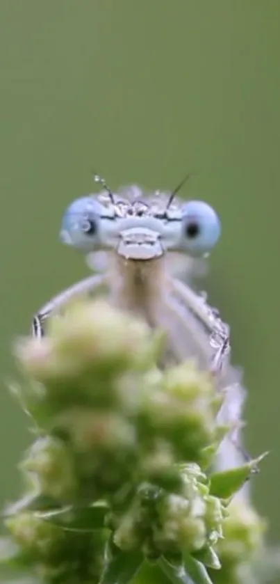 Close-up of a blue dragonfly with a green background.