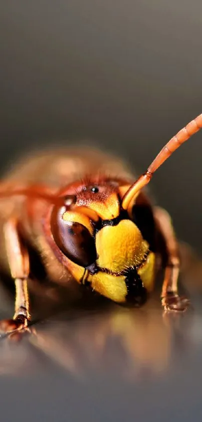 Close-up macro shot of a hornet with a detailed view of its features.