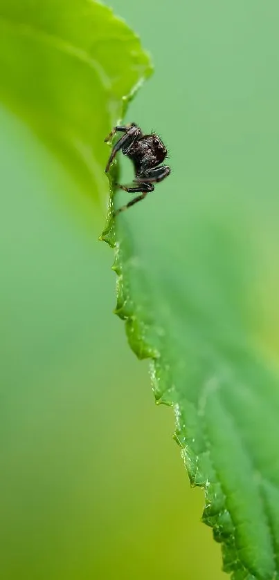 Close-up of a spider on a vibrant green leaf.