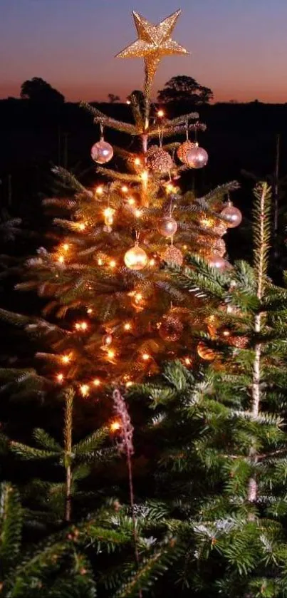 Lush Christmas tree lit up in a forest at dusk.