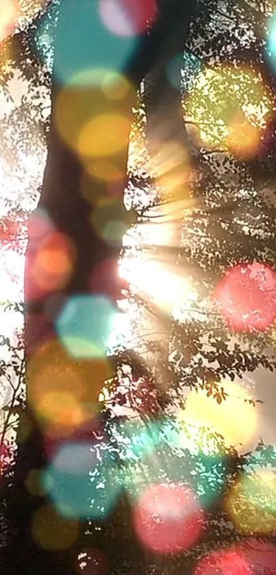 Sunlight streaming through trees with colorful bokeh overlay.