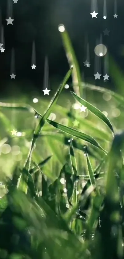 Magical grass and stars wallpaper for mobile.