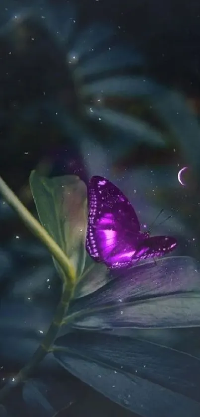 Purple butterfly on dark green leaves with a mystical glow.