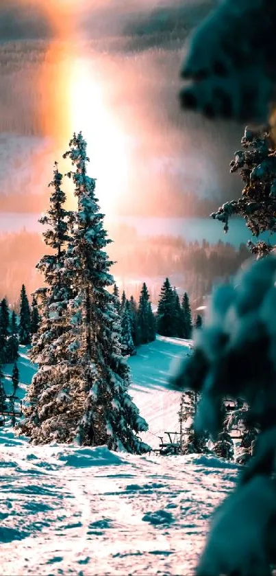 Snowy trees with glowing winter sunrise.