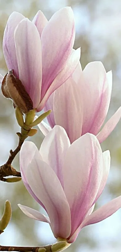 Magnolia blossoms in soft pink tones, mobile wallpaper.