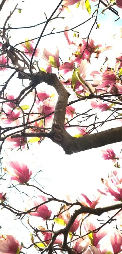 Mobile wallpaper featuring pink magnolia flowers against a sunny blue sky.