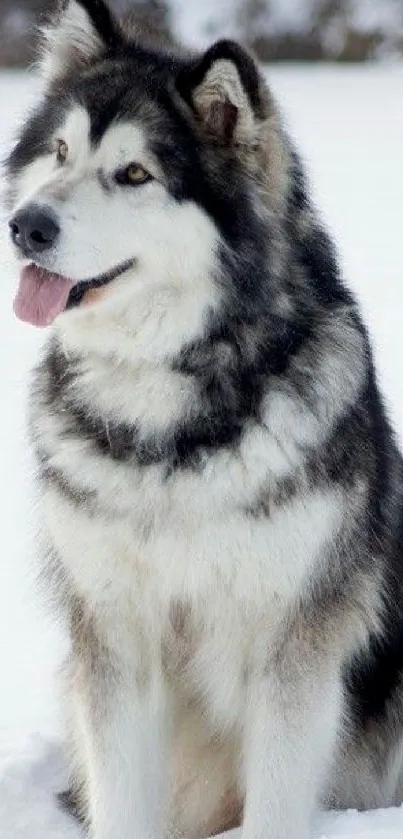 Majestic Alaskan Malamute sitting in the snow, a perfect wallpaper for dog lovers.