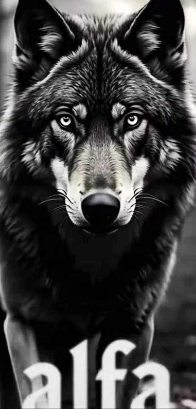 Majestic wolf staring intensely forward.