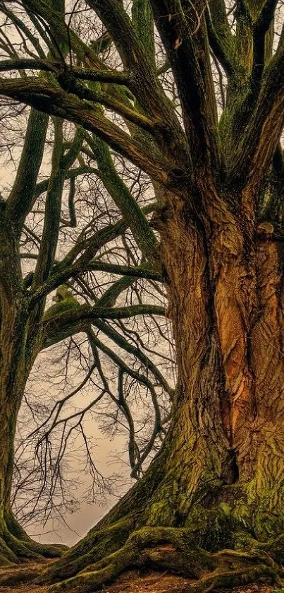 Majestic ancient tree trunks with bare branches.