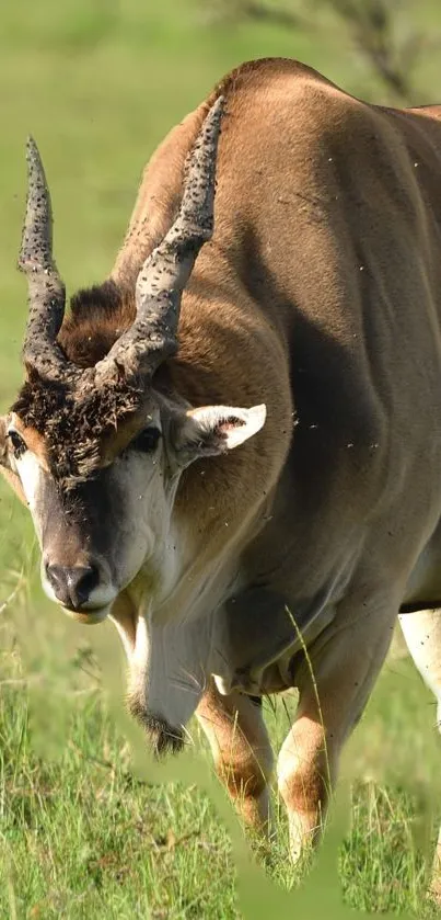 A majestic antelope stands in lush green grass with large, spiraled horns.